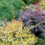 Thunberg-Berberitze ‘Rose Glow’ (Berberis thunbergii 'Rose Glow') – Pflanzenfoto