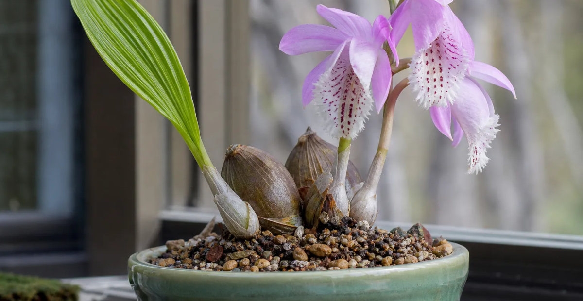 Tibetorchidee (Pleione formosana) – Pflanzenfoto