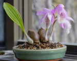 Tibetorchidee (Pleione formosana) – Pflege