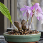 Tibetorchidee (Pleione formosana) – Pflanzenfoto