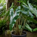 Tigrina Superba (Alocasia zebrina ‘Tigrina Superba’) (Alocasia zebrina 'Tigrina