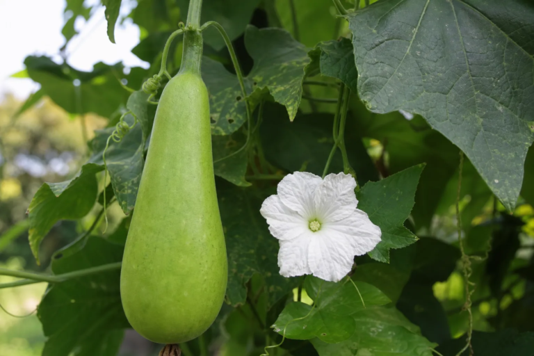 Benincasa fistulosa