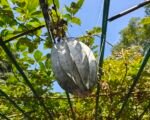 Toliarovka západná (Telfairia occidentalis) – pestovanie a starostlivosť
