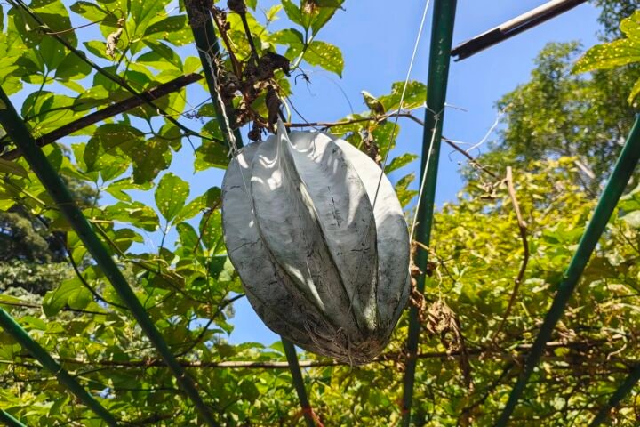 Telfairia occidentalis