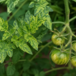 Tomatenmosaikvirus