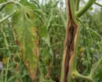 Tomato bacterial canker