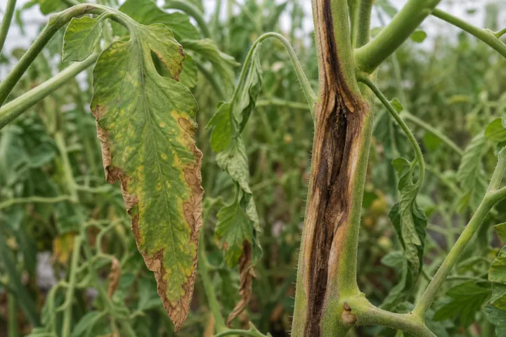 Tomato bacterial canker