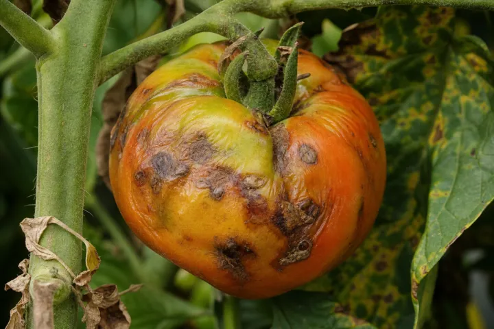 Tomato brown rugose fruit virus