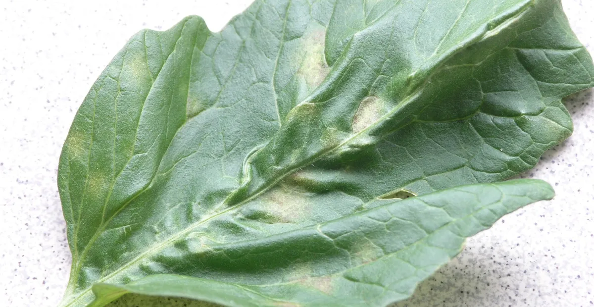 Tomato leaf mold