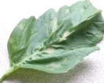 Tomato leaf mold