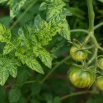 Tomato mosaic virus