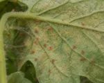 Tomato red spider mite (Tetranychus evansi)