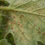 Tomato red spider mite (Tetranychus evansi)