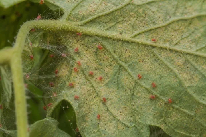 Tomato red spider mite (Tetranychus evansi)