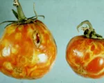 Tomato spotted wilt virus