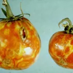 Tomato spotted wilt virus