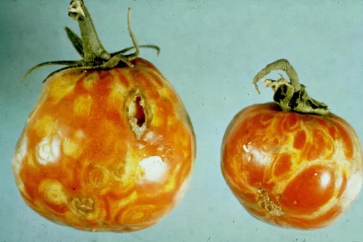 Tomato spotted wilt virus