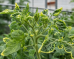 Tomato yellow leaf curl virus