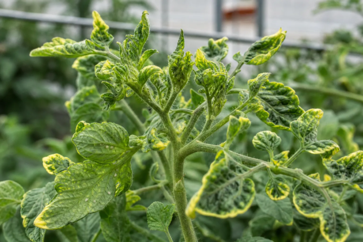 Tomato yellow leaf curl virus
