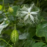 Trichosanthes cucumerina care guide (Trichosanthes cucumerina) – plant photo