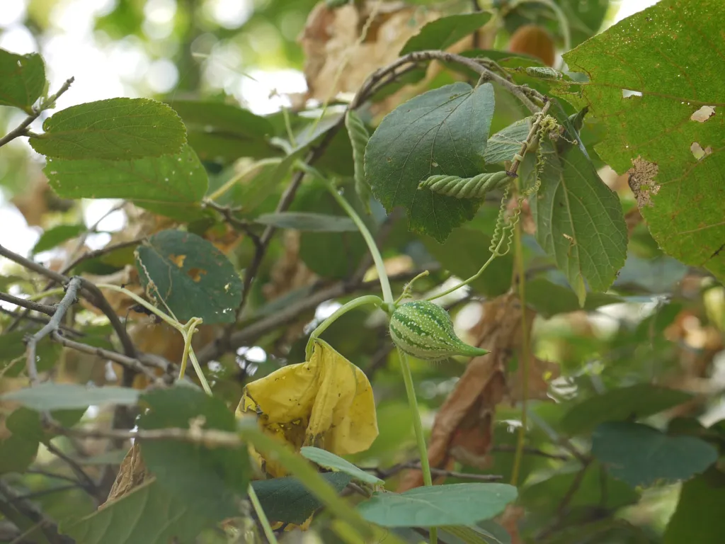 Trichosanthes cucumerina – pestovanie a (Trichosanthes cucumerina) – kvety zblízka, fotografia