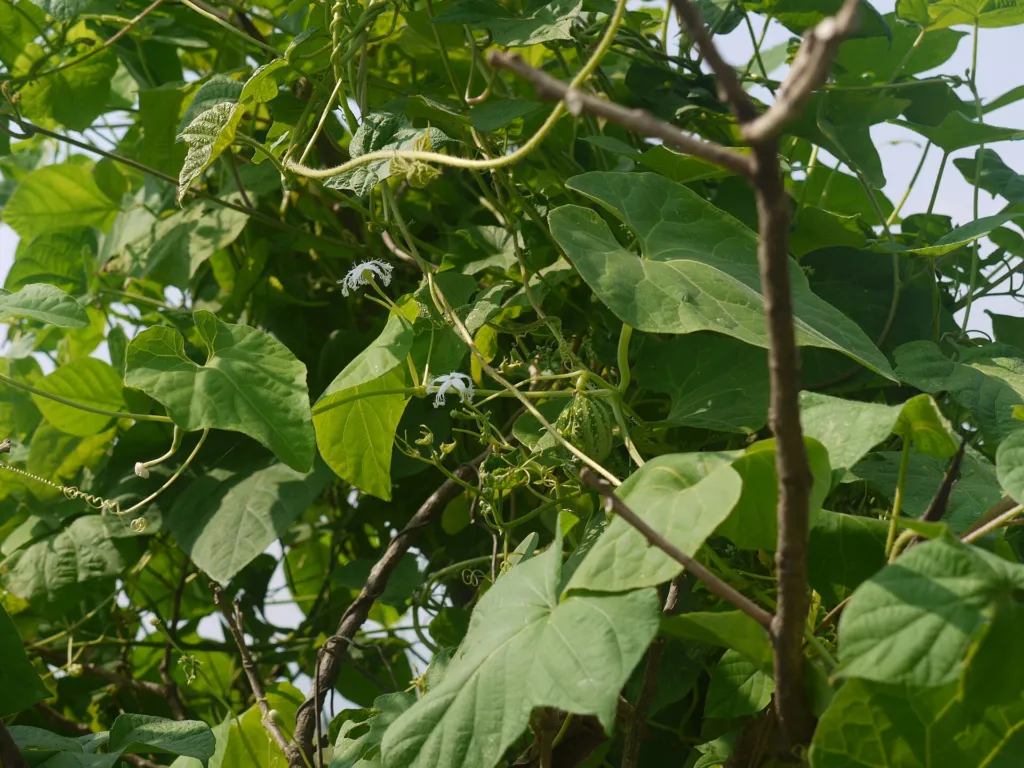 Trichosanthes cucumerina – pestovanie a (Trichosanthes cucumerina) – kvety zblízka, fotografia