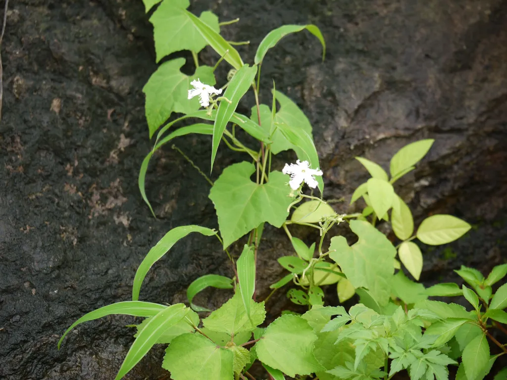 Trichosanthes cucumerina – pestovanie a (Trichosanthes cucumerina) – kvety zblízka, fotografia