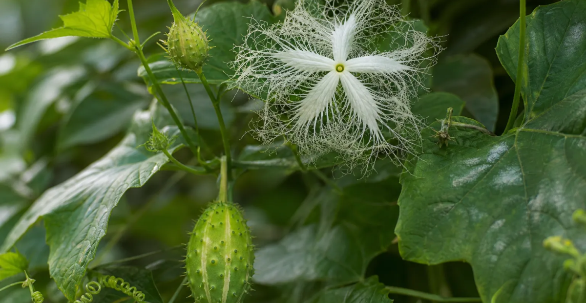 Trichosanthes cucumerina – fotografia rastliny
