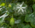 Trichosanthes cucumerina – pestovanie a starostlivosť