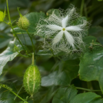 Trichosanthes cucumerina – pestovanie a starostlivosť (Trichosanthes cucumerina) – fotografia