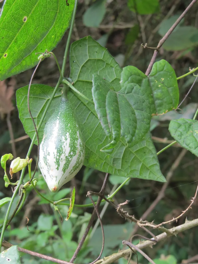Trichosanthes dioica – pestovanie a (Trichosanthes dioica) – v prirodzenom prostredí, fotografia