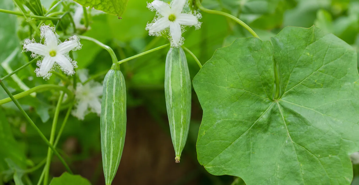Trichosanthes dioica – fotografia rastliny