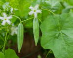 Trichosanthes dioica – pestovanie a starostlivosť