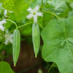 Trichosanthes dioica – pestovanie a starostlivosť (Trichosanthes dioica) – fotografia rastliny