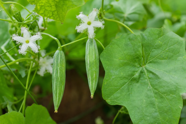 Trichosanthes dioica