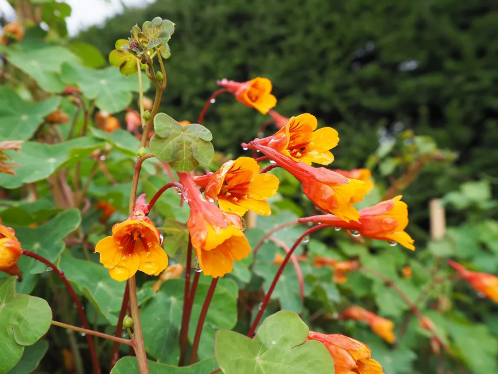 Knollige Kapuzinerkresse (Tropaeolum tuberosum) – typisches Erscheinungsbild, Pflanzenfoto