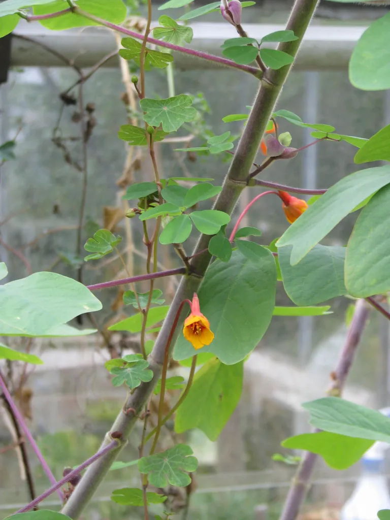 mashua (Tropaeolum tuberosum) – characteristic appearance, plant photo