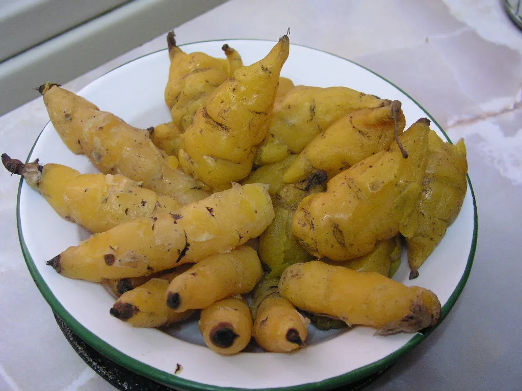Knollige Kapuzinerkresse (Tropaeolum tuberosum) – typisches Erscheinungsbild, Pflanzenfoto