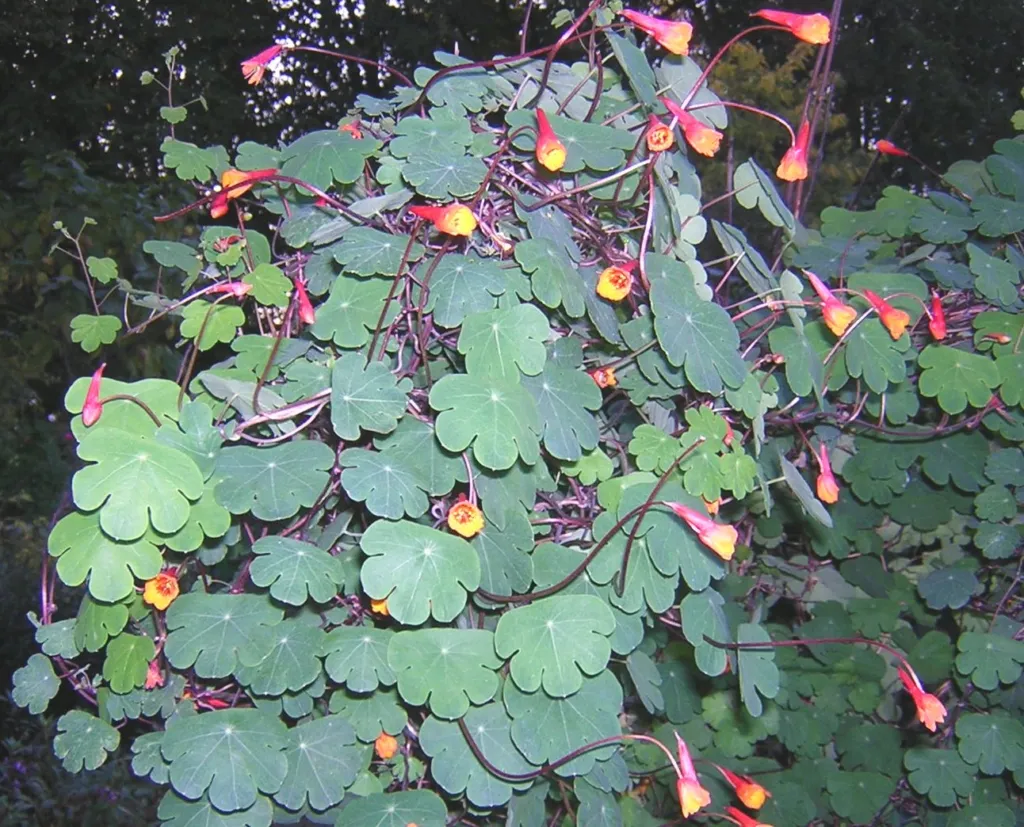 Knollige Kapuzinerkresse (Tropaeolum tuberosum) – typisches Erscheinungsbild, Pflanzenfoto