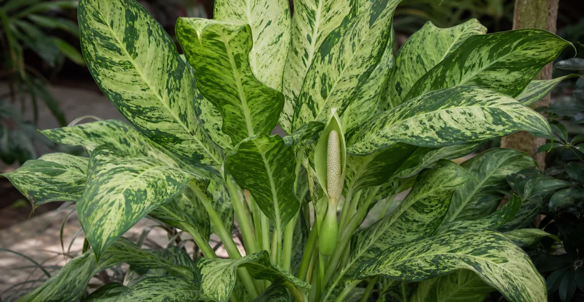 tuftroot (Dieffenbachia seguine) – plant photo