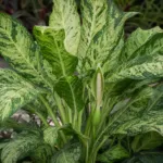 tuftroot (Dieffenbachia seguine) – plant photo