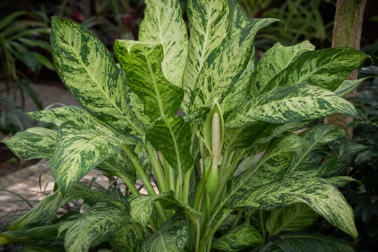 Dieffenbachia seguine