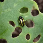 Turnip flea beetle