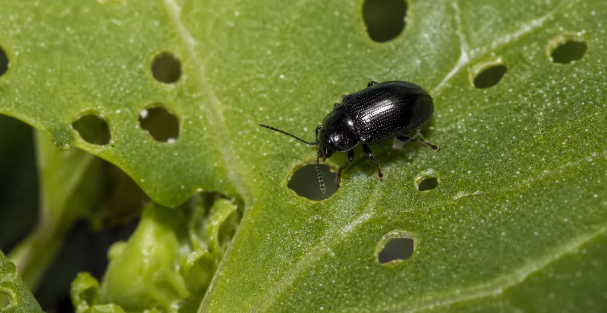 Turnip Flea Beetle