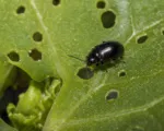 Turnip Flea Beetle