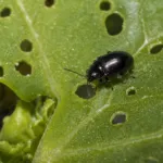 Turnip Flea Beetle