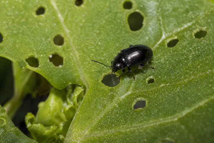 Turnip Flea Beetle