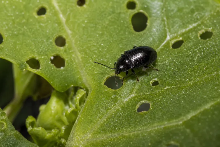 Turnip Flea Beetle – diagnostic photo