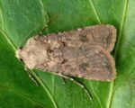 Turnip moth (Agrotis segetum)