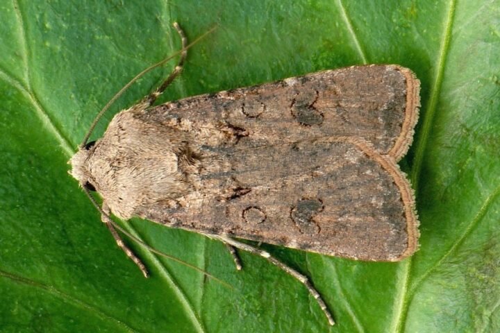 Turnip moth (Agrotis segetum)